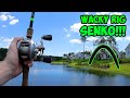 EPIC Wacky Rigged SENKO Bass Fishing Bass Fishing With Senkos