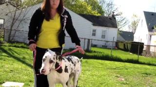 Training "down" Great Dane puppy Ava