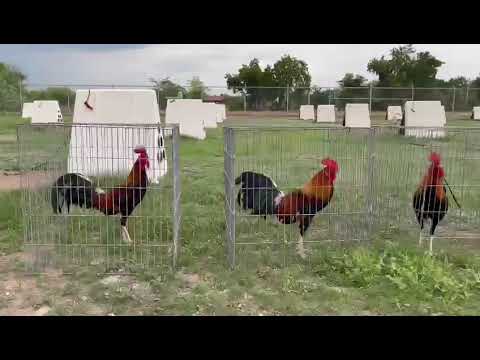 Albanys Larry Romero