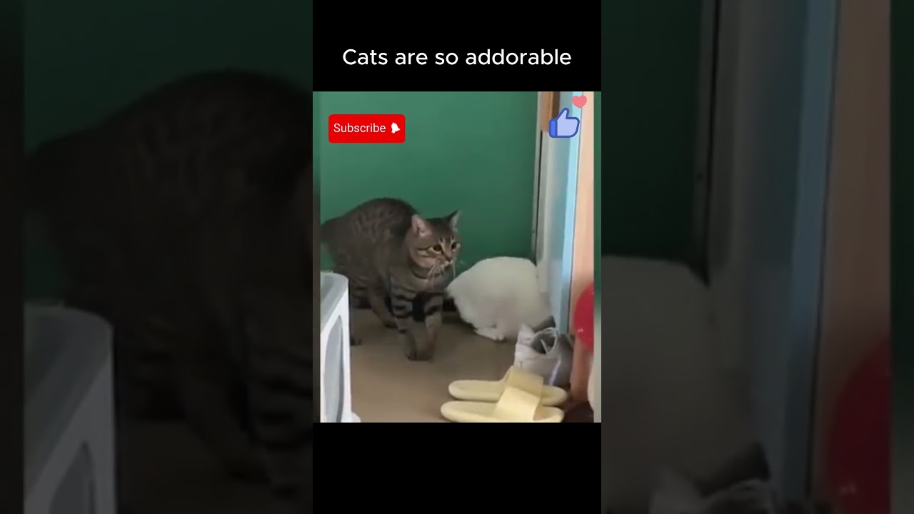 Amazing Cat Performs Magic Trick! #Cats #Tricks