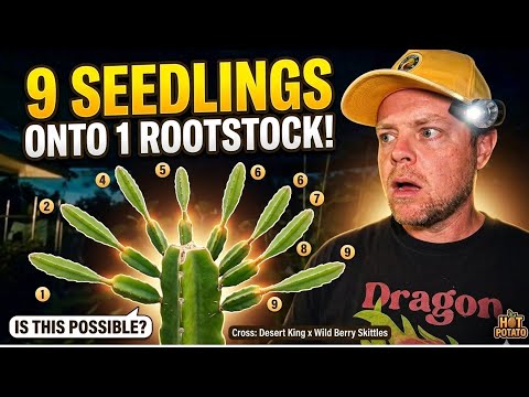 I Grafted 9 Seedlings Onto 1 Plant (Did It Work?)