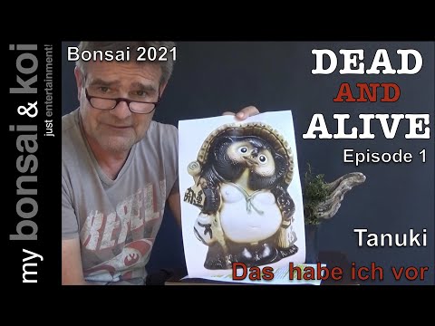 Bonsai 2021-39 - DEAD AND ALIVE - Episode 1 - Tanuki - was steckt dahinter und was habe ich vor
