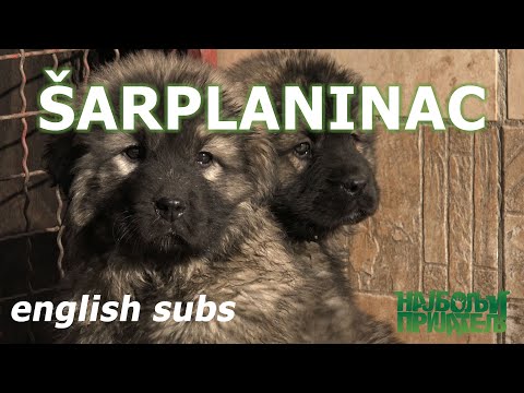 Šarplaninac