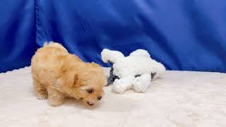 ハーフ犬の動画01