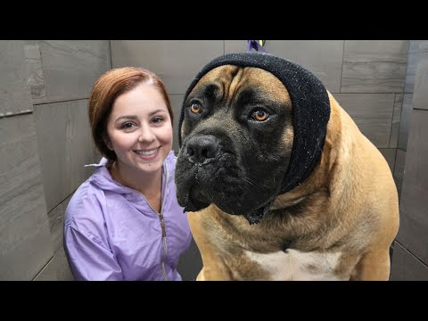 Everyone told me to beware of the Boerboel