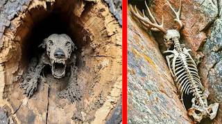 Ancient Fossil Discoveries That Changed History