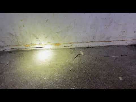 Termite Swarmers Emerge from the Stoop in Bayville, NJ