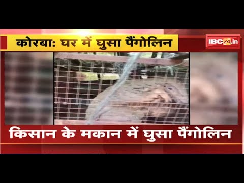 Korba Pangolin News : किसान के घर में घुसा Pangolin। Forest Department के कर्मचारी मौके पर पहुंचे