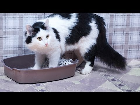 Why a Cat Stops Using Its Litter Box | Cat Care