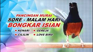 Download lagu 🔴 LIVE 40 - PANCINGAN MURAI BATU PAGI HARI, NAIKKAN EMOSI MURAI BATU MALAS BUNYI AGAR GACOR mp3