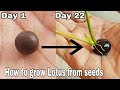 How to grow Lotus from seeds, How to grow lotus seeds