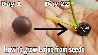 How to grow Lotus from seeds, How to grow lotus seeds