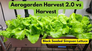 Aerogarden Harvest 2.0 vs Harvest | Black Seeded Simpson Lettuce | Hydroponics Growing