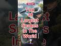 Top 10 Largest Snakes In The World Snake Shorts