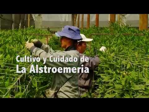 , title : 'Cómo Cultivar Alstroemeria (Astromelia, Lirio del Perú) - Tv agro By Juan Gonzalo Angel'