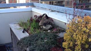 Canada Goose Laying Egg