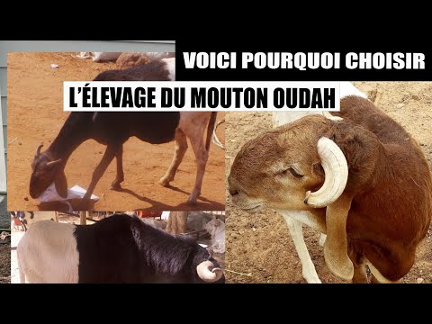 , title : 'Elevage du Mouton OUDAH.'
