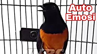 Download lagu Murai batu nembak full isian | pancingan auto ikut gacor mp3