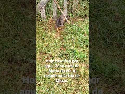 María da Fé MG. a cidade mais fria de Minas.#galinha #frio #aves #bomdia