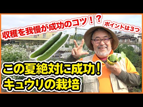 , title : 'きゅうり栽培の重要ポイント！家庭菜園や農園で夏野菜の収穫を遅らせて収量UPと失敗を防ぐ３つのコツを解説！/ The secret to successful cucumber cultivation'