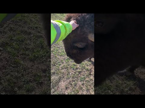 Bison Headbutt Knock Down || ViralHog