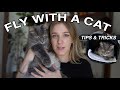 How To Travel With A Cat Internationally ️