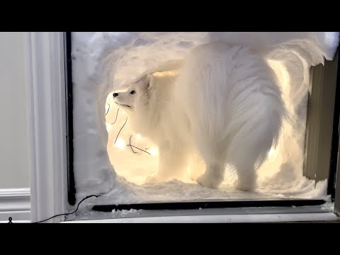 Someone Built A Snow Cave For Their Samoyed And It Might Be The Most Wholesome Thing You'll Watch Today