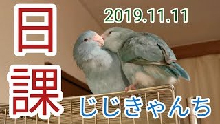 簡単に今朝の様子です🐣