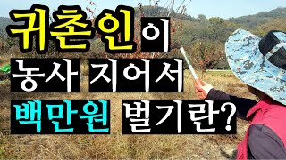 귀촌인이 농촌에서 농사 지어서 백만원 벌기란? 귀농, Korean countryside