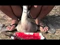 Geese Slaughter