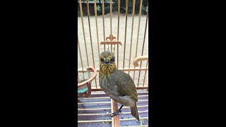 Download lagu MASTERAN Merbah Lekir Gacor Terbaik mp3 Download lagu MASTERAN Merbah Lekir Gacor Terbaik mp3