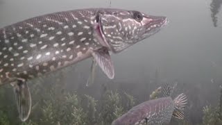 Ice Fishing 2023 - Who is Ready! Best of Underwater Footage!