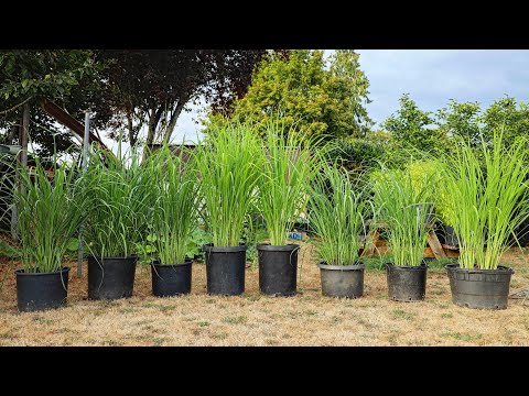 LEMONGRASS: Growing, Harvesting, Storing, and Using Lemongrass ????