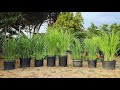 LEMONGRASS: Growing, Harvesting, Storing, and Using Lemongrass 🌱