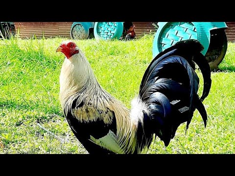 PAUL SPARK GREY | CARRIE CHUA