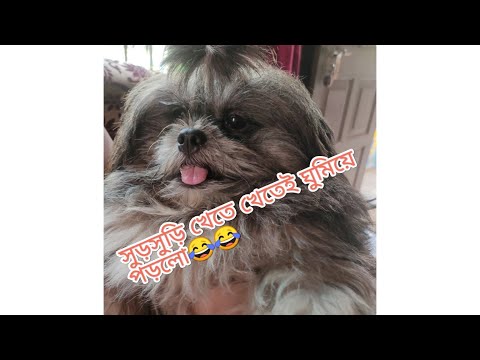 সুড়সুড়ি খেতে খেতে আরামে ঘুমিয়েই পড়লো😂😂।Khichuri। Please #like #share #comment & #subscribe