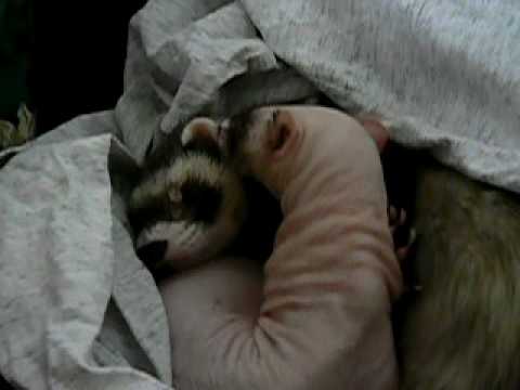 Nacktmull putzt Kumpel