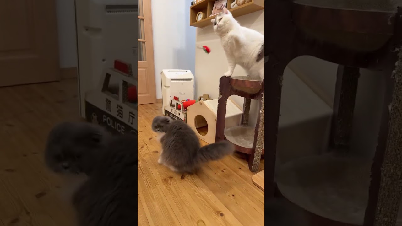 2026.3.21ライブ ハイライト