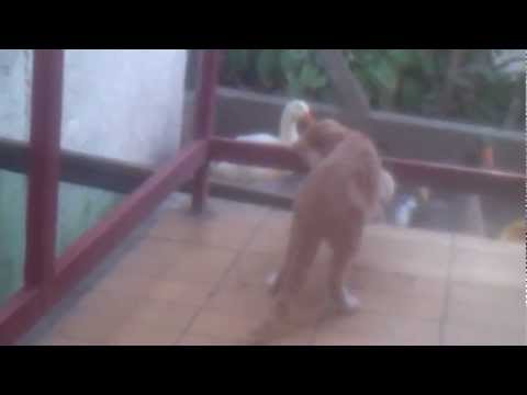 Macska VS Liba/Cat VS Goose/Katze gegen Gans