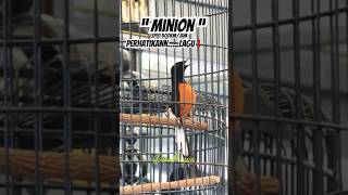 Download lagu MINION NGAMUK🔥BANYAK Juara mobil MURAIBATU MINION SMMfeatGMI #shorts #muraibatu #kicaumania mp3