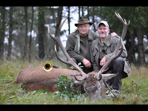 Starker Hirsch im Nebel...