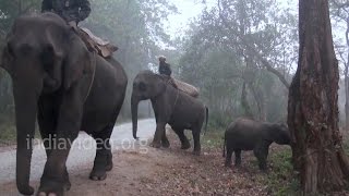 Elephant Blessing Tourists - Assam