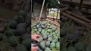 Download lagu Hass made in Indonesia #alpukat #buah mp3