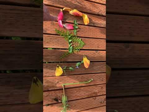 Video Apr 28, 8 47 19 AM