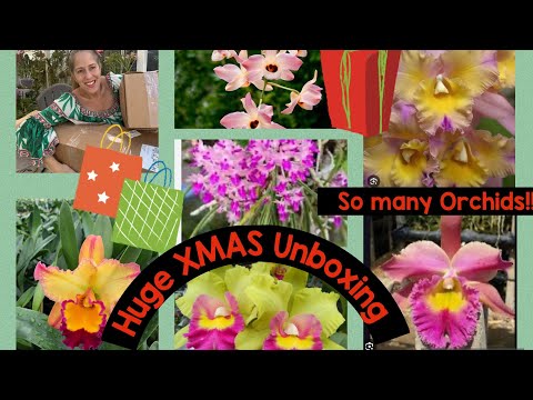 Orchid Extravaganza!! Huge Christmas Unboxing from Orchids in Bloom!