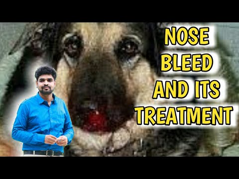 NOSE BLEEDING IN DOGS AND IT'S TREATMENT | Epistaxis in dogs | bleeding from Nose