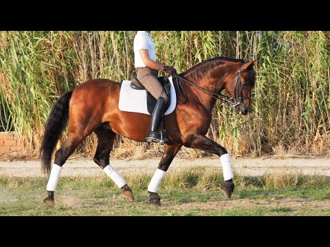 PRE Easy to ride and super character