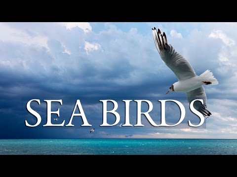Sea Birds    Soaring, haunting melody instrumental