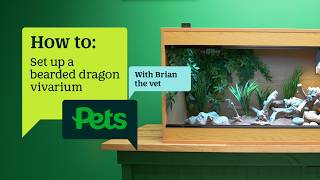 How to set up a bearded dragon vivarium (heating, lighting & habitat)