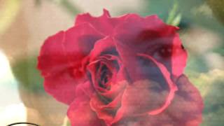 Francesco de Gregori - Rosa Rosae (Cover)